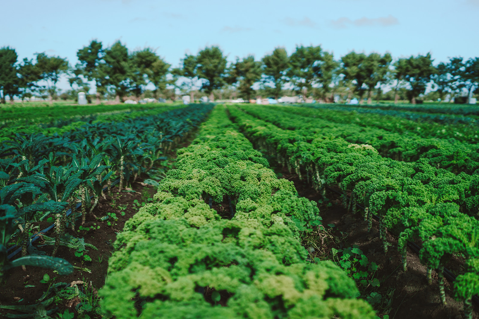 Green Farm Production
